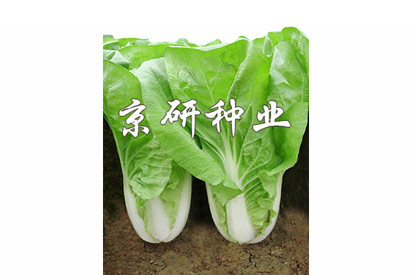 京研快菜5號(hào)