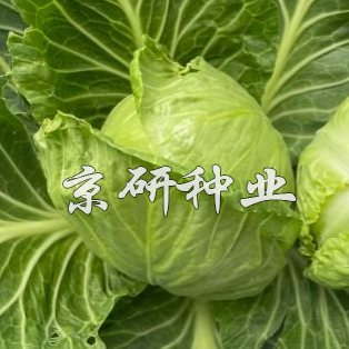 寶藍(lán)4號(hào)